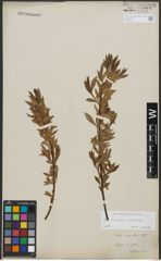 Foto von Salix triandra L. x Salix viminalis L.